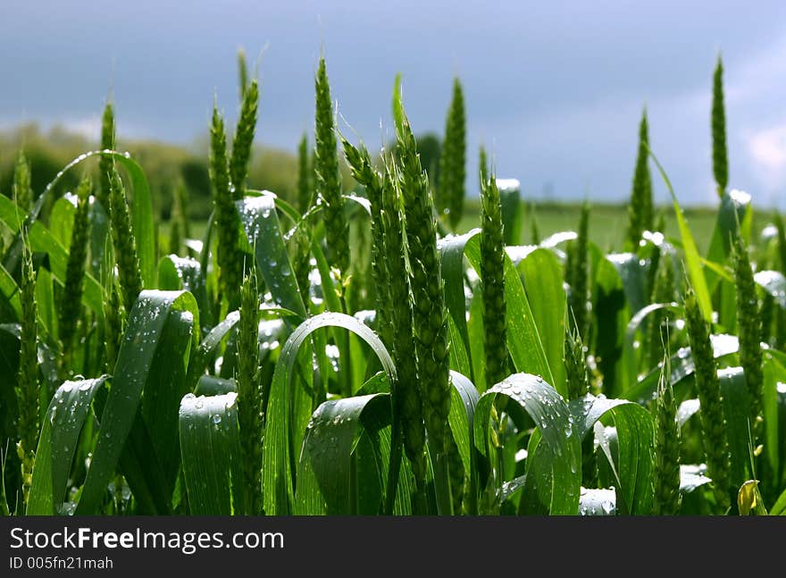 Spring field with green grass and blue sky. Spring field with green grass and blue sky