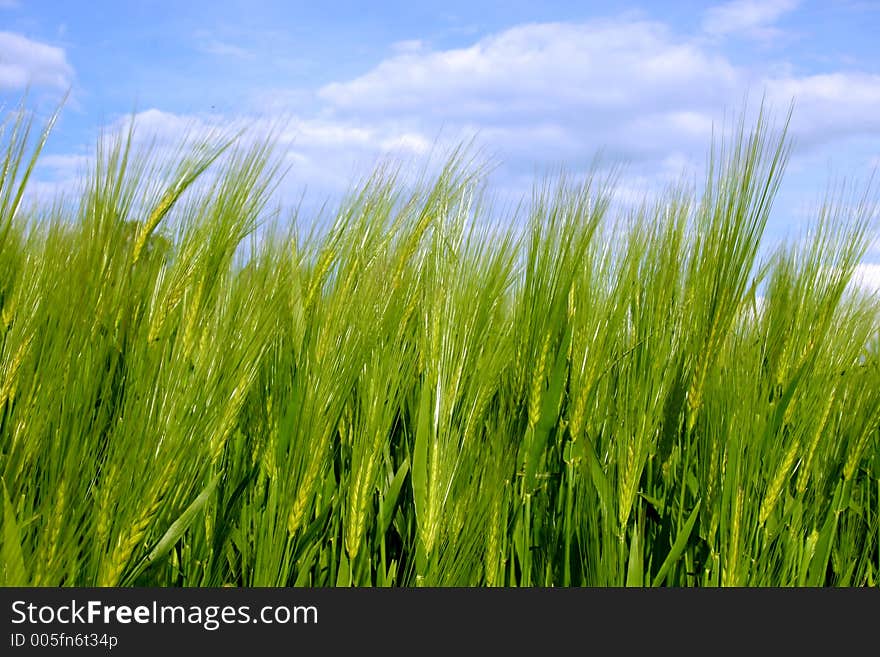 Spring field with green grass and blue sky. Spring field with green grass and blue sky