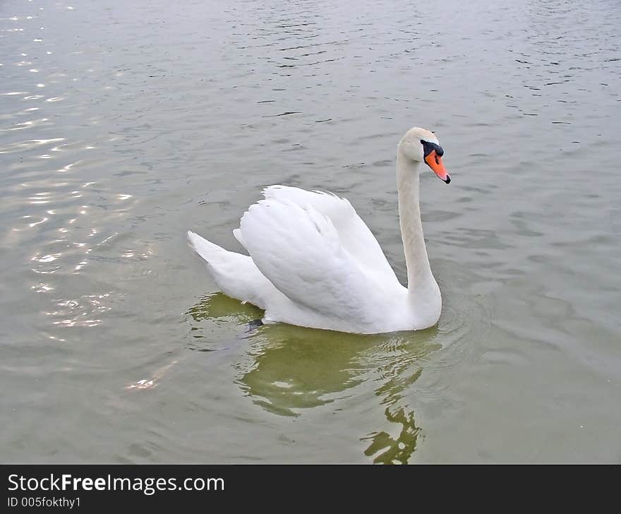 Swan In A Lake