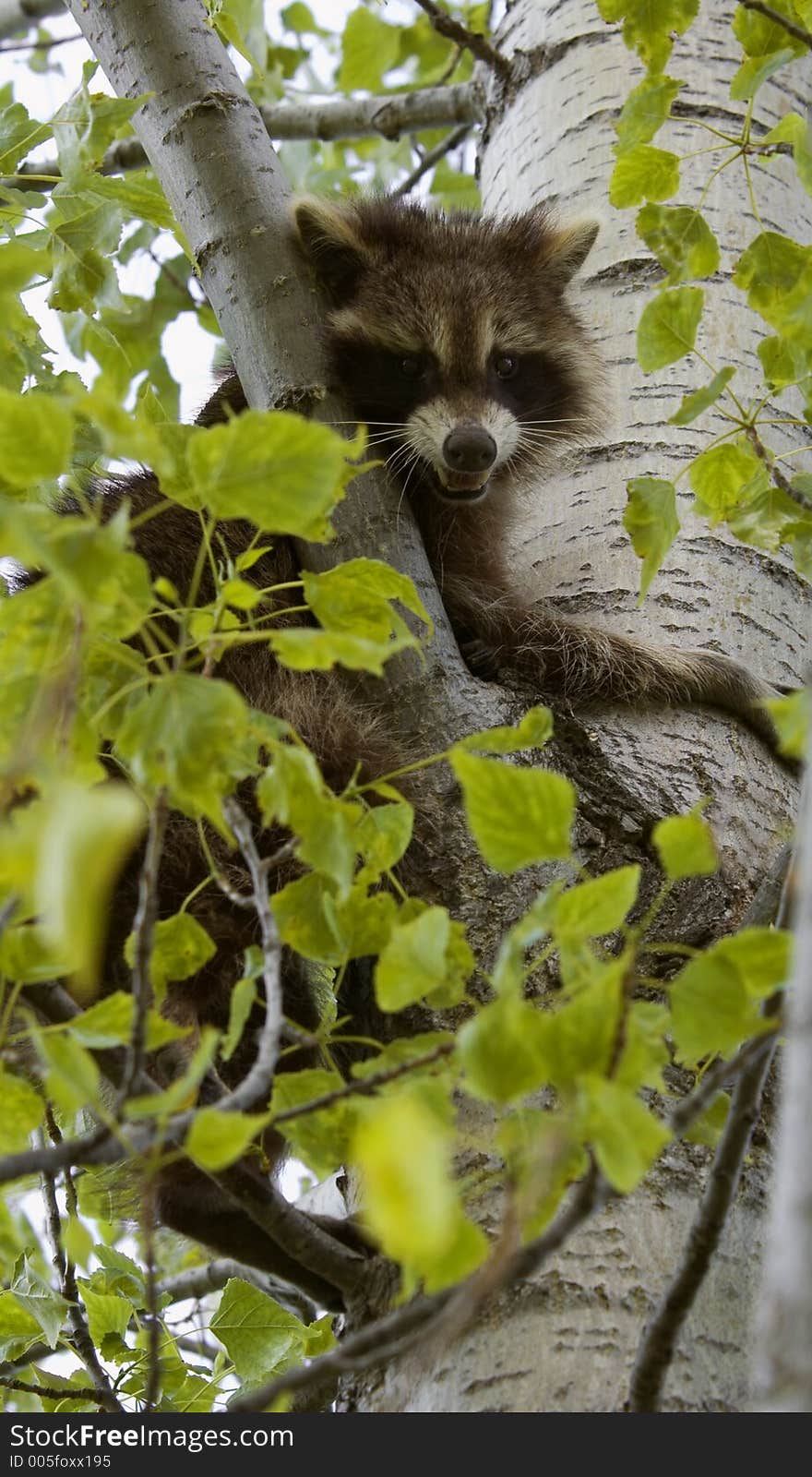 Snarling Raccoon (Procyon lotor) sits in leafy perch