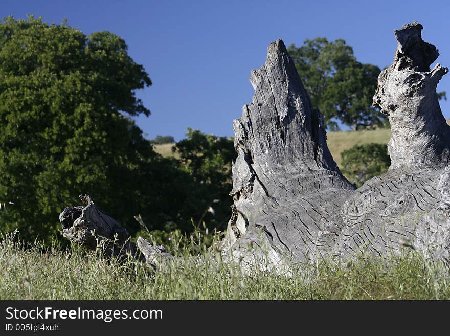 Craggy Tree