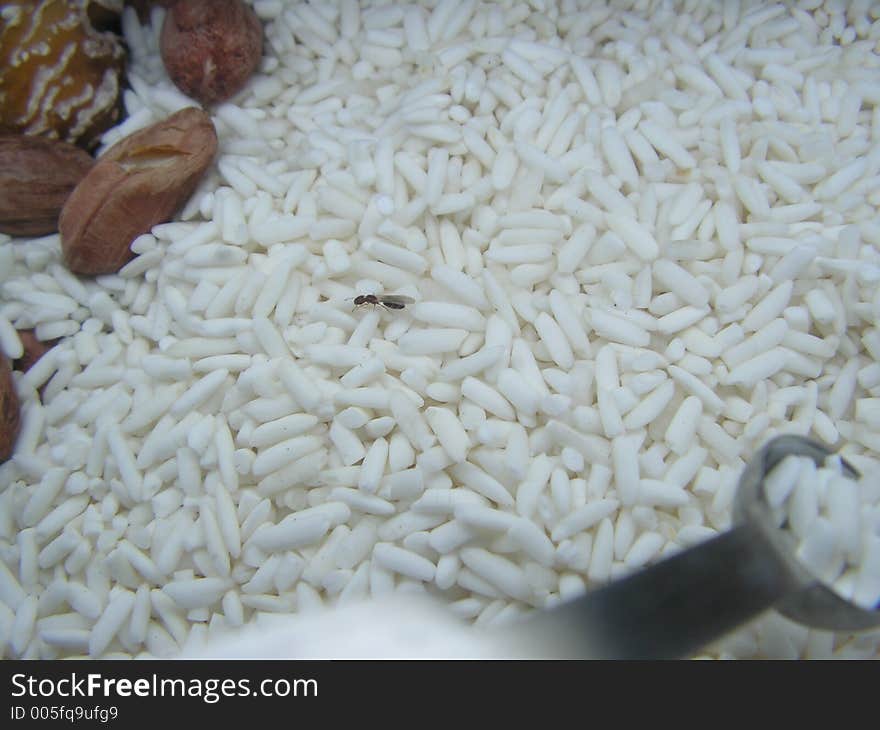 Insect fly in rice