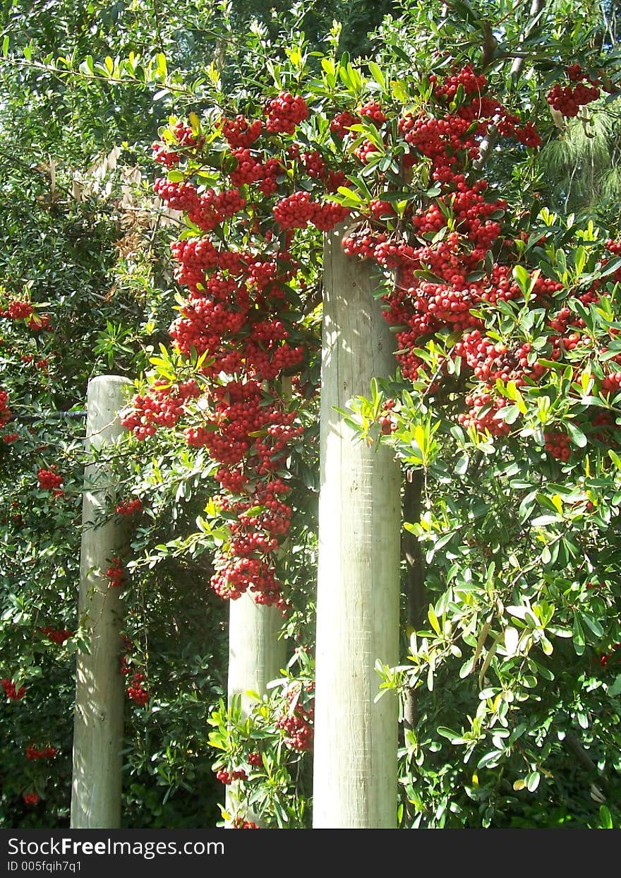 Trailing Berries