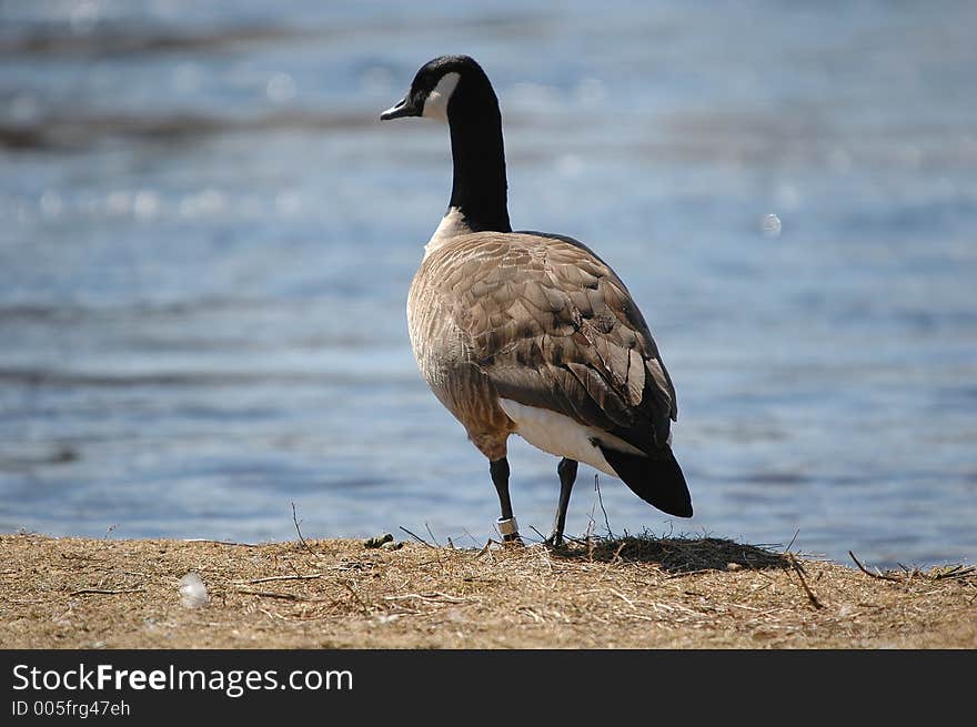 Goose On Grass