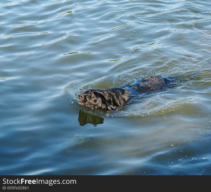 Lab dog swimming. Lab dog swimming