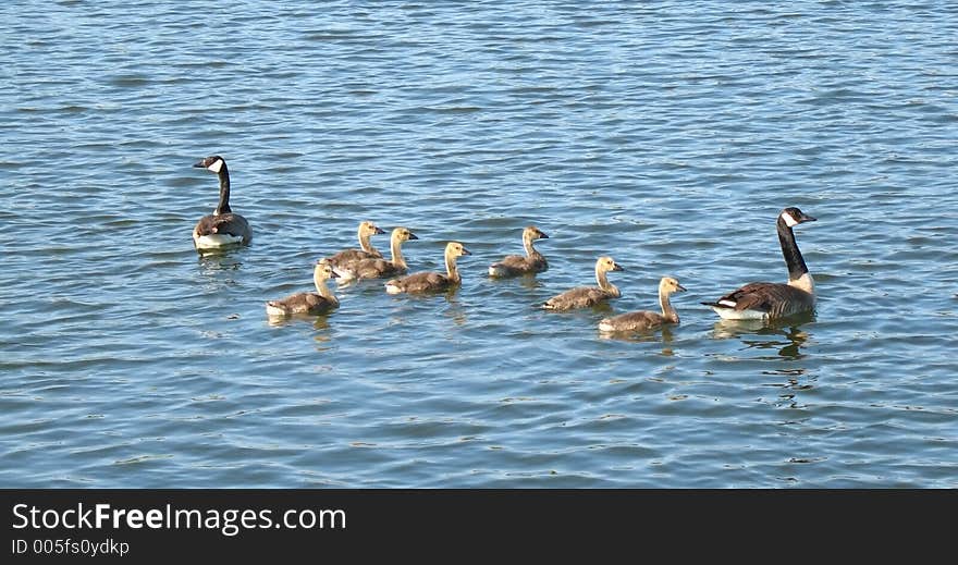 Geese and goslings