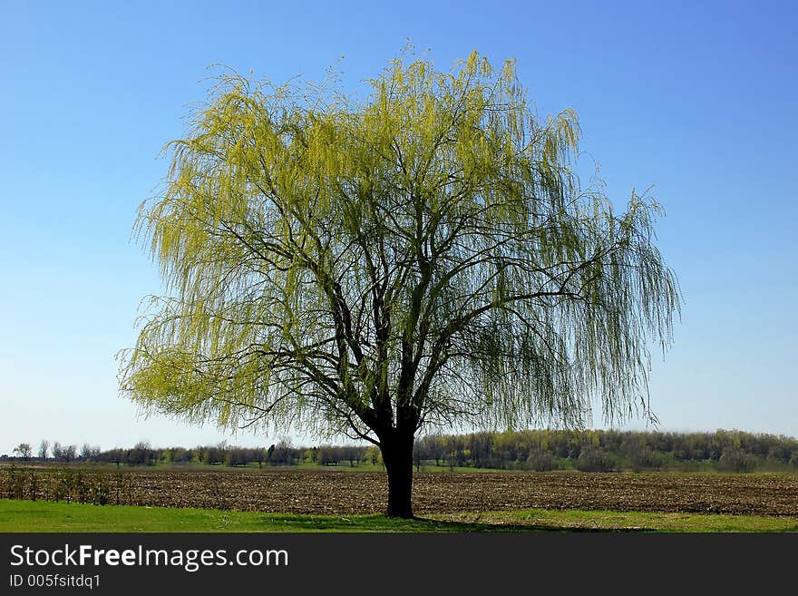 Alone Tree On Sunny Day