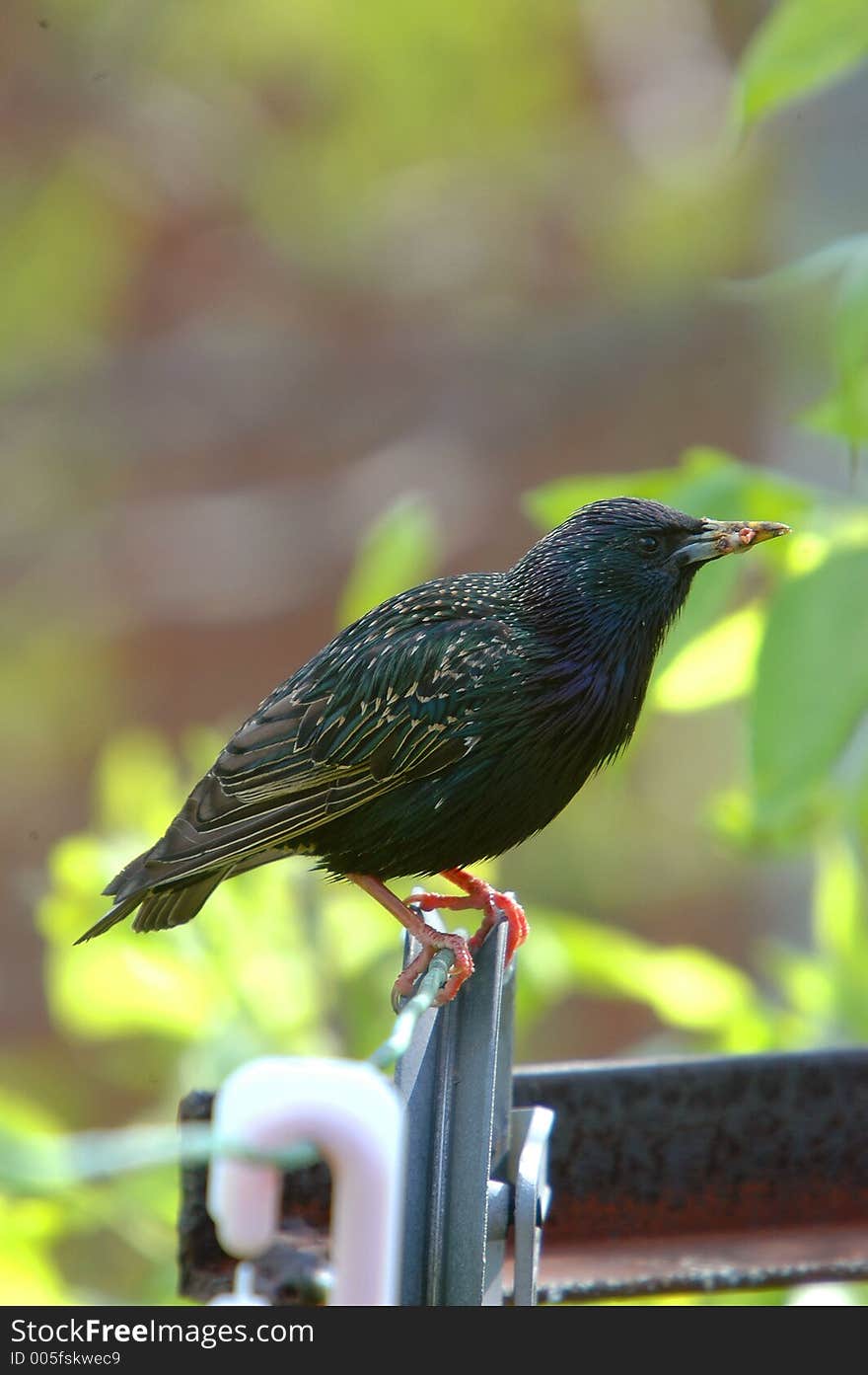 Starling on clothes line