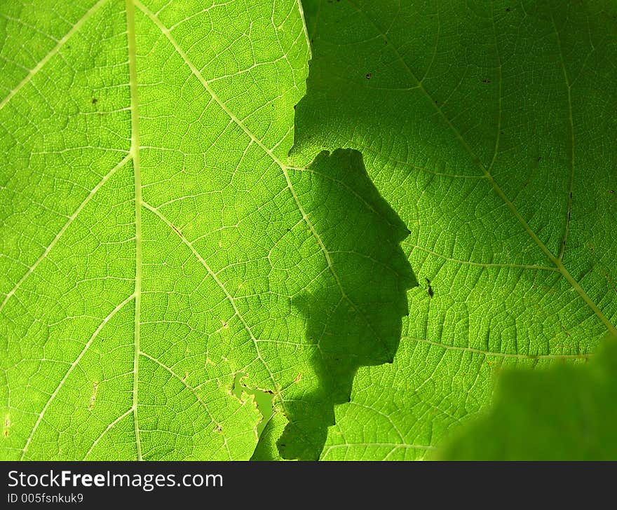 Two crossed leafs, backlight, macro. Two crossed leafs, backlight, macro