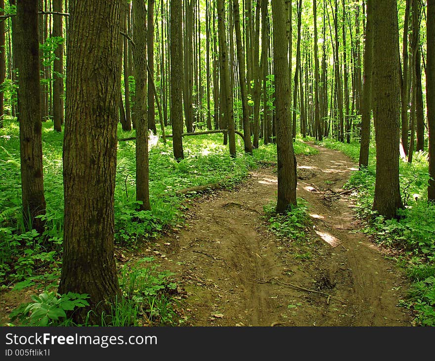 Forest path