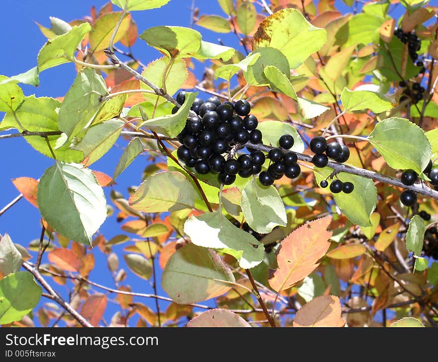 close up shot of fall foliage. close up shot of fall foliage