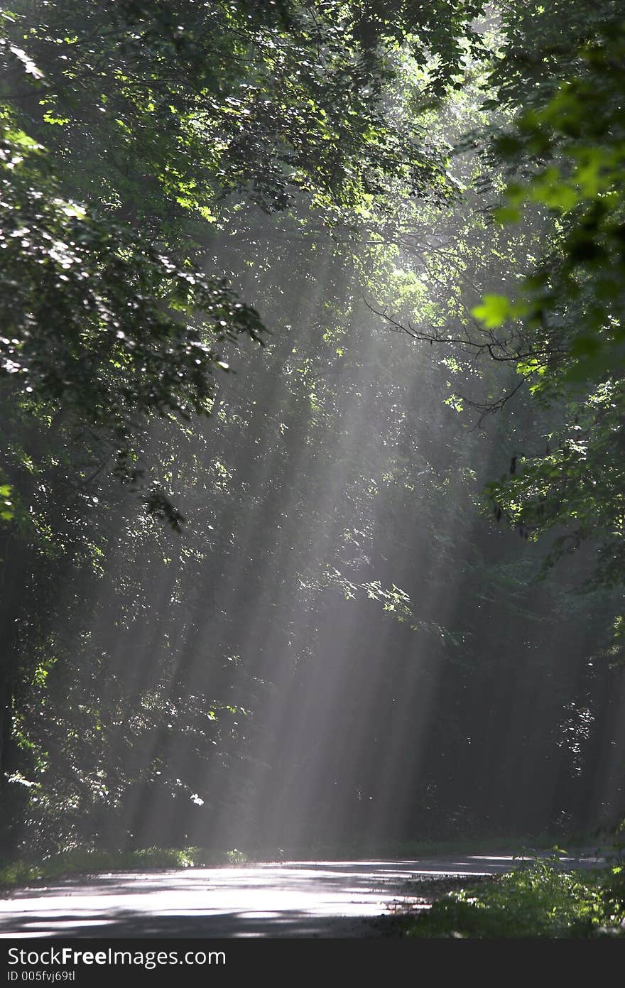 Sun beams shining through trees on country road,. Sun beams shining through trees on country road,