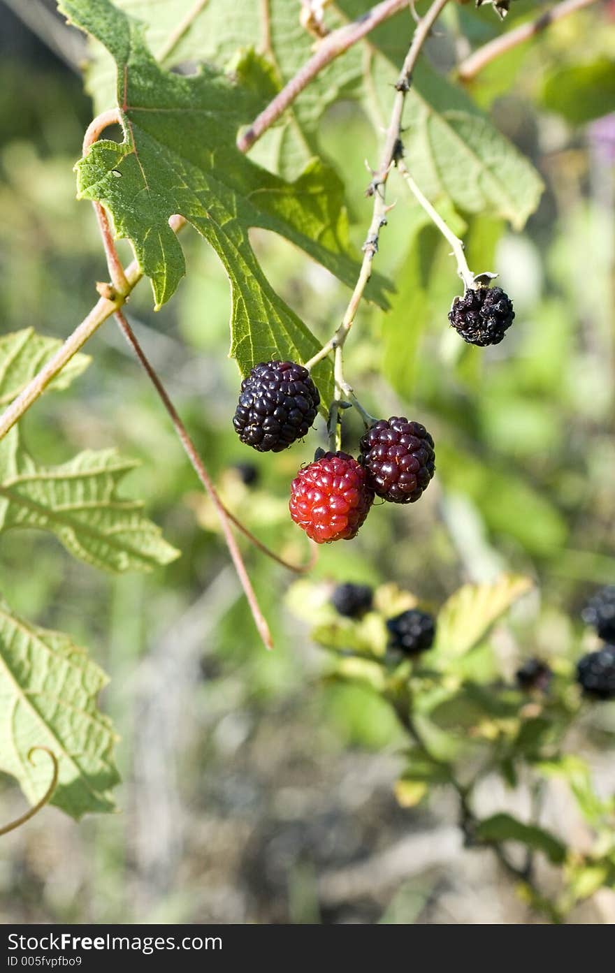 Blackberries 1