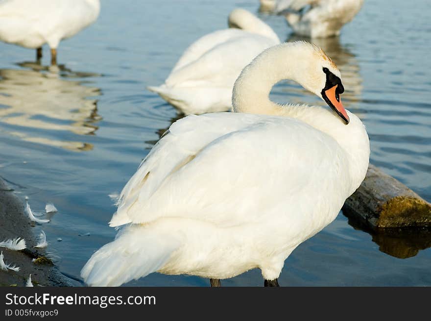 Swans