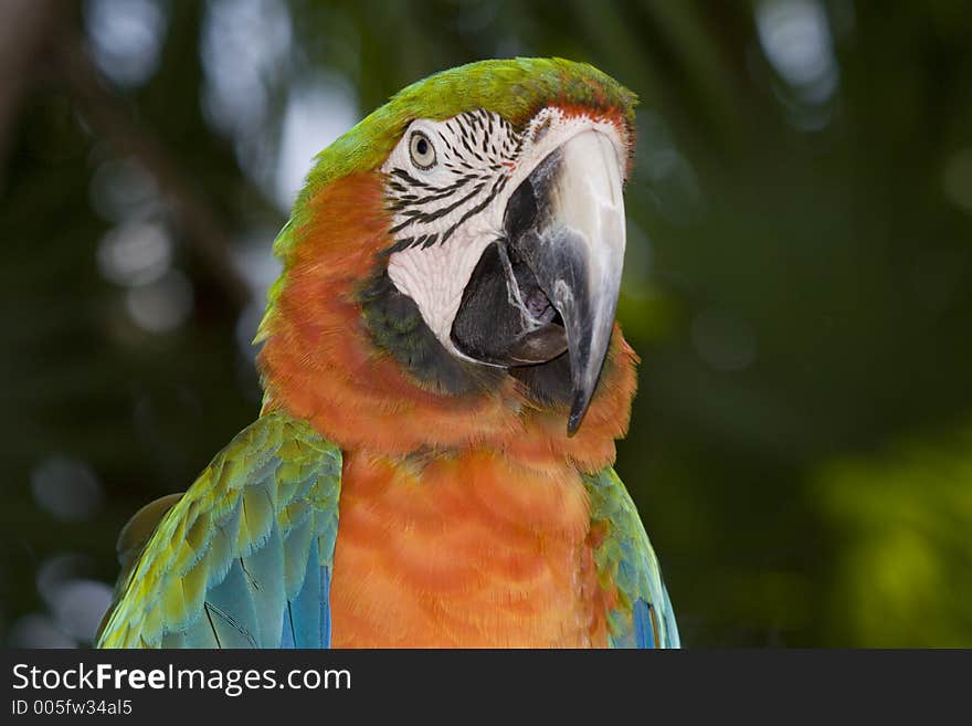 Macaw, Fl. Macaw, Fl