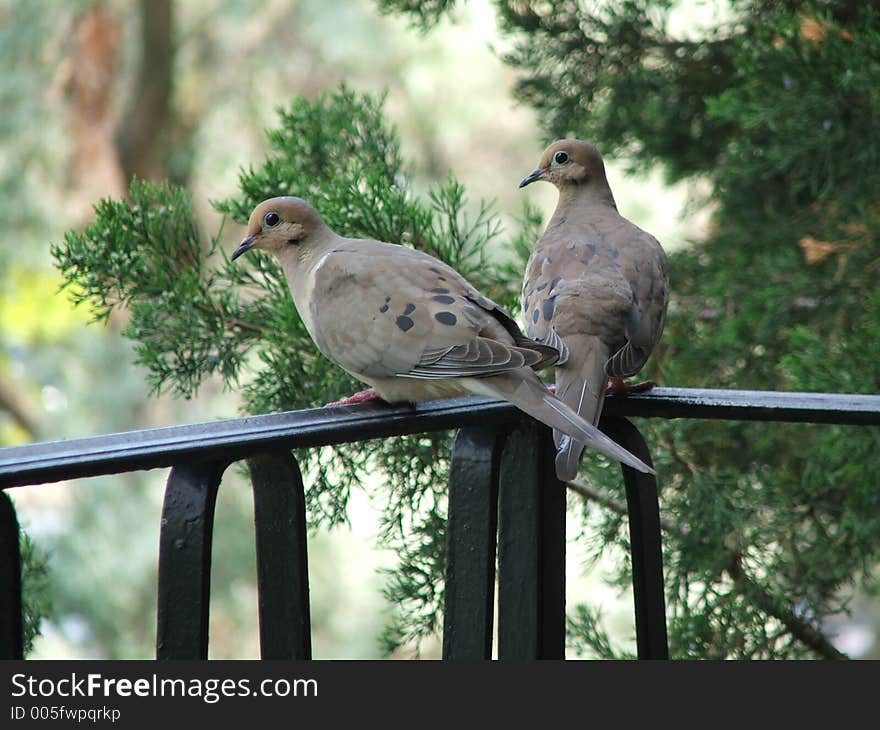 Pigeons