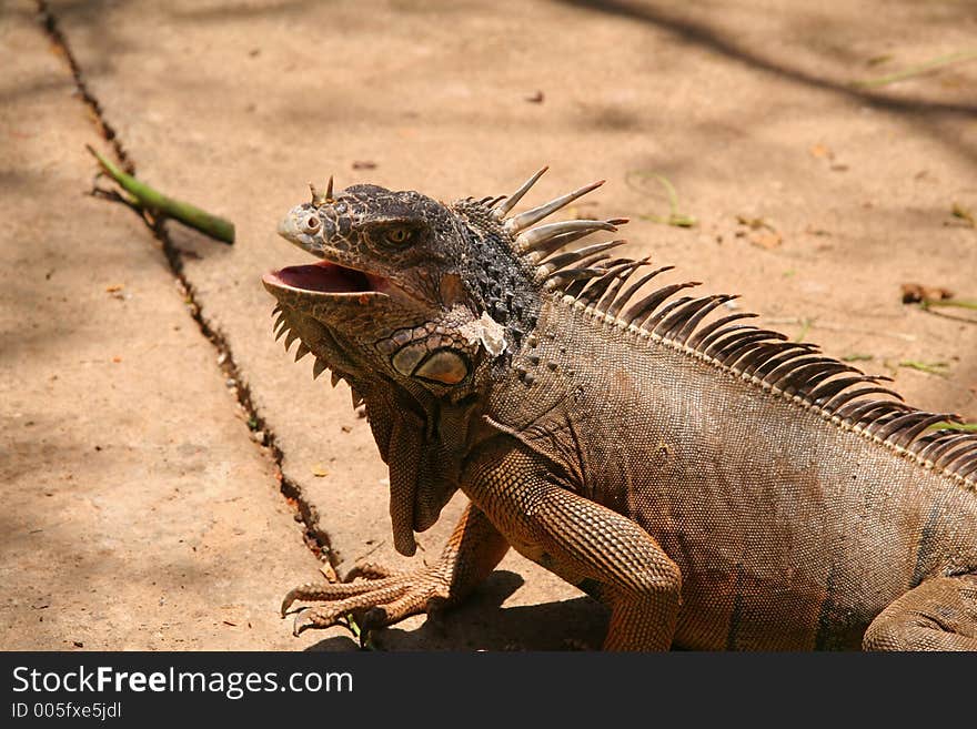 Open Mouth Iguana. Open Mouth Iguana