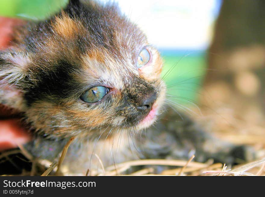 A calico kitten