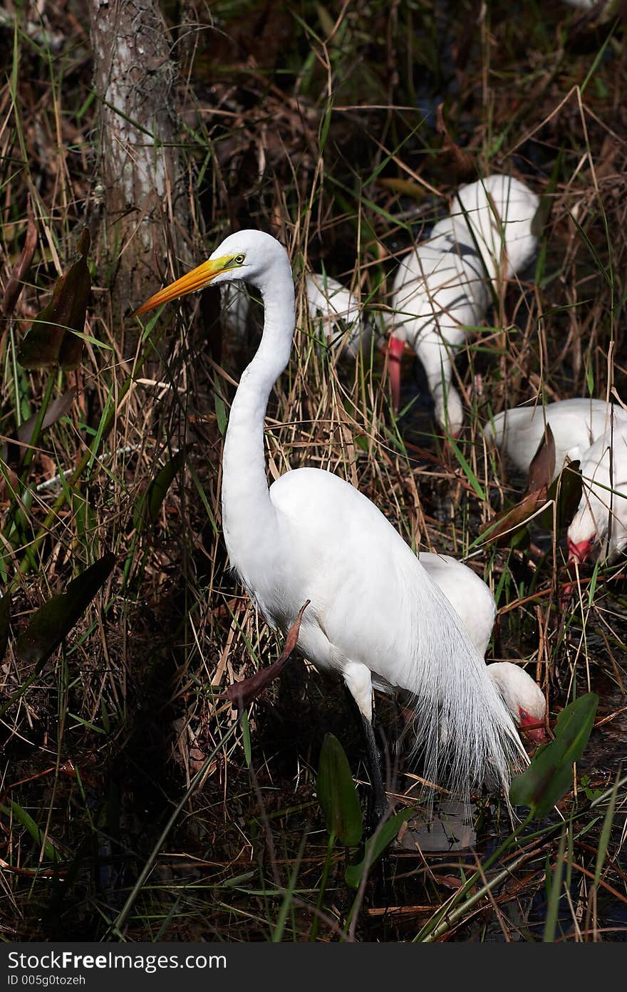 White egret