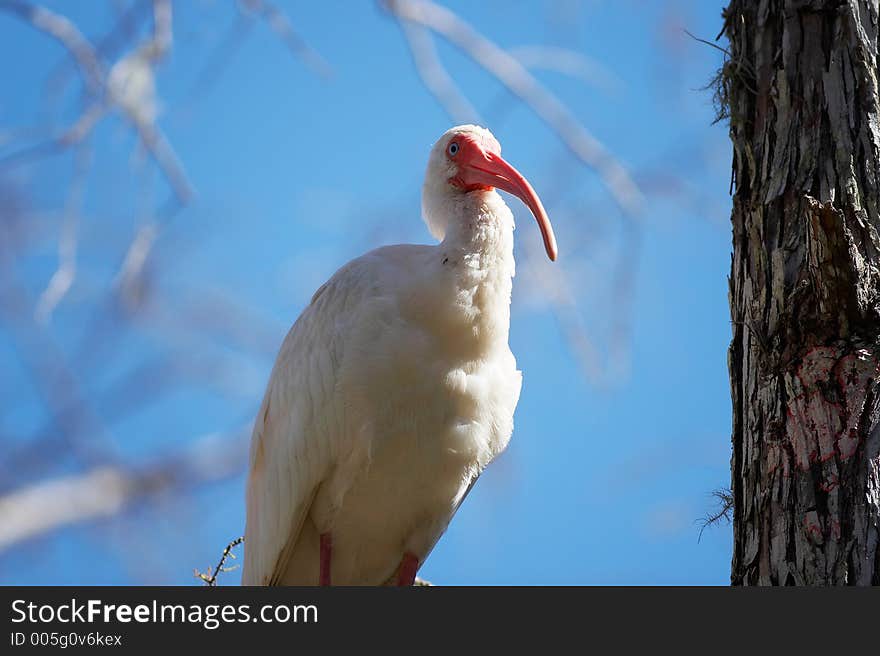 ibis on the tree