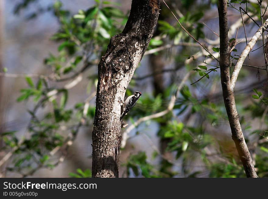 florida birds. florida birds