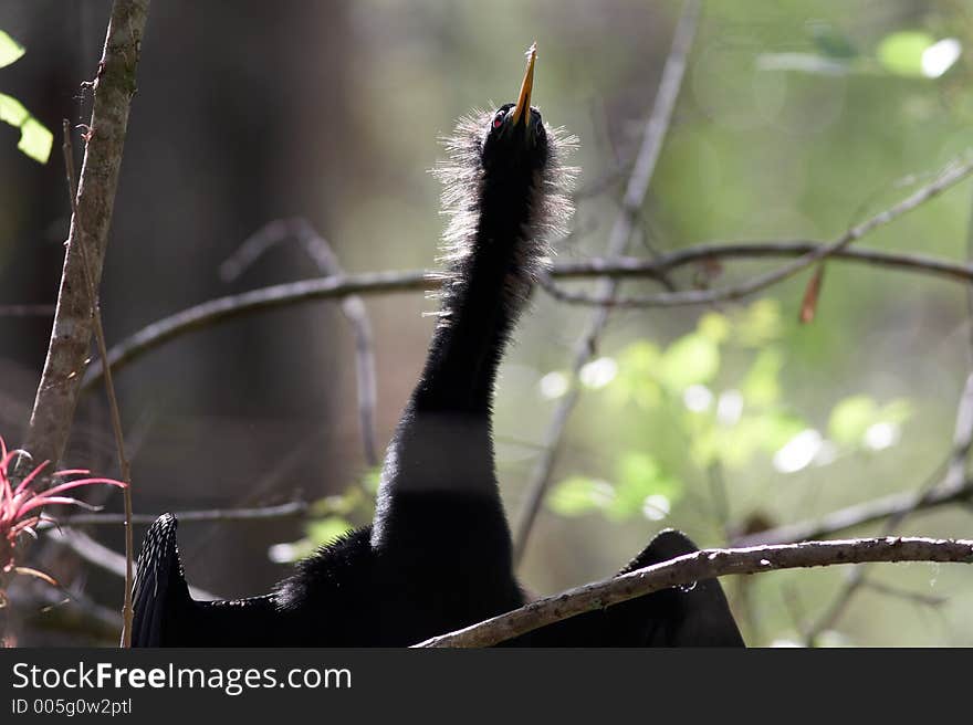 Anhinga