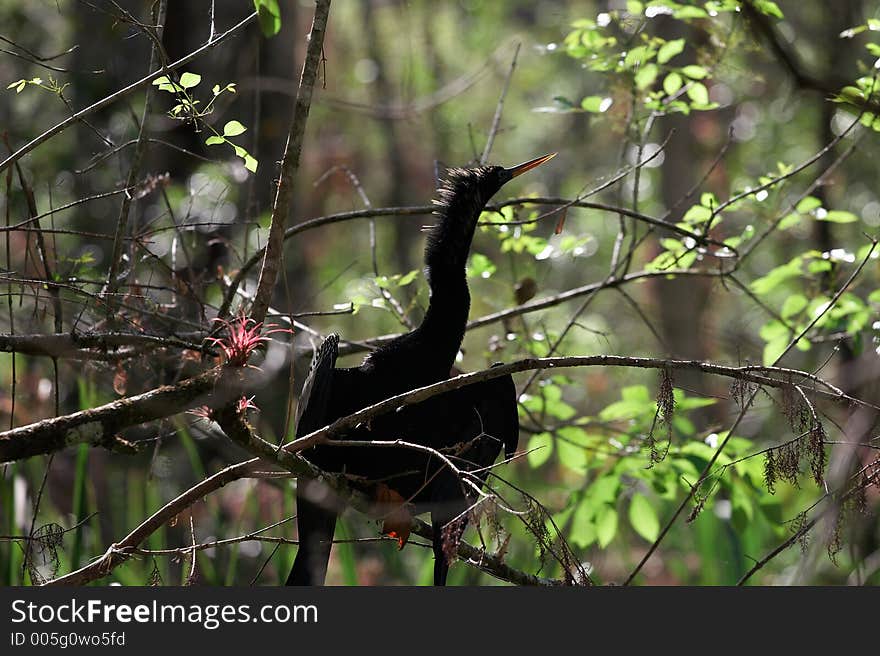 florida birds. florida birds