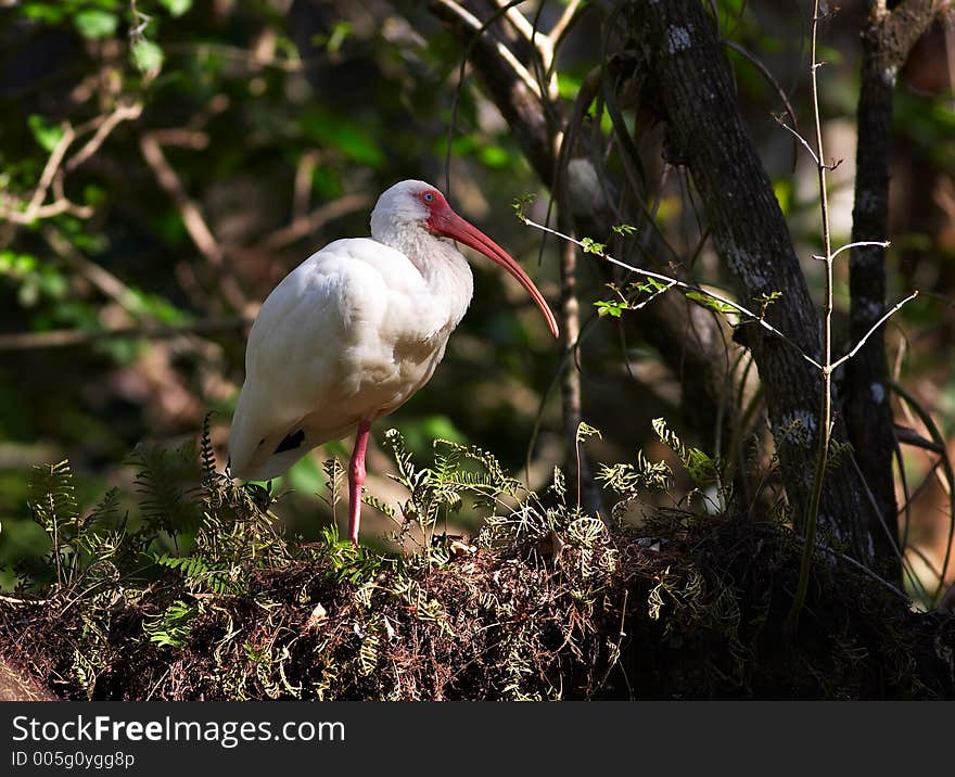 big red beak bird. big red beak bird