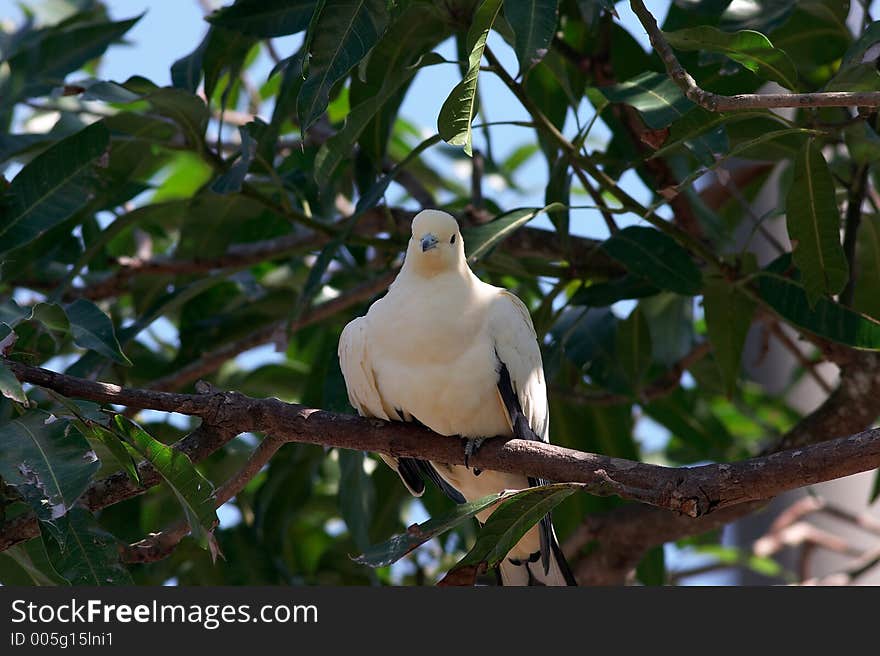 Dove family. Dove family