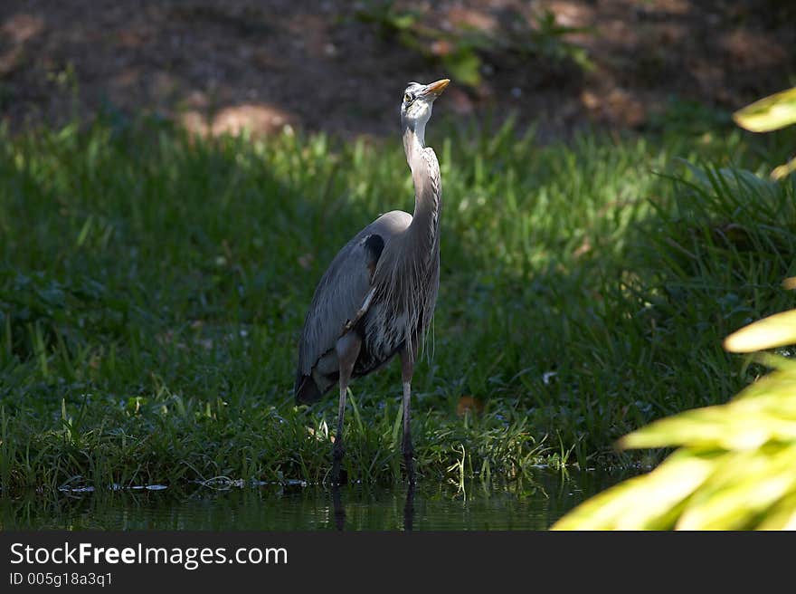 Blue heron