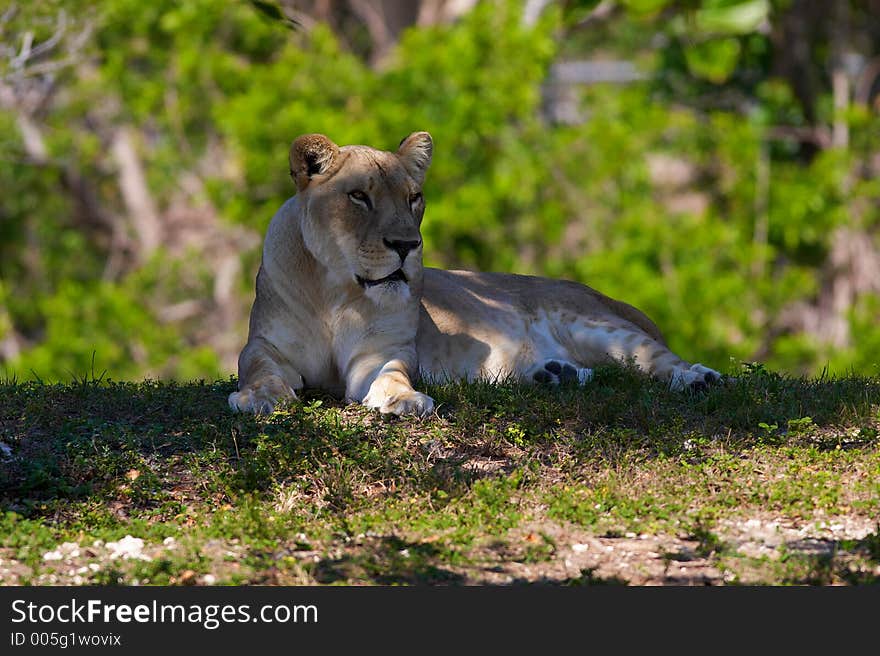 calm lioness