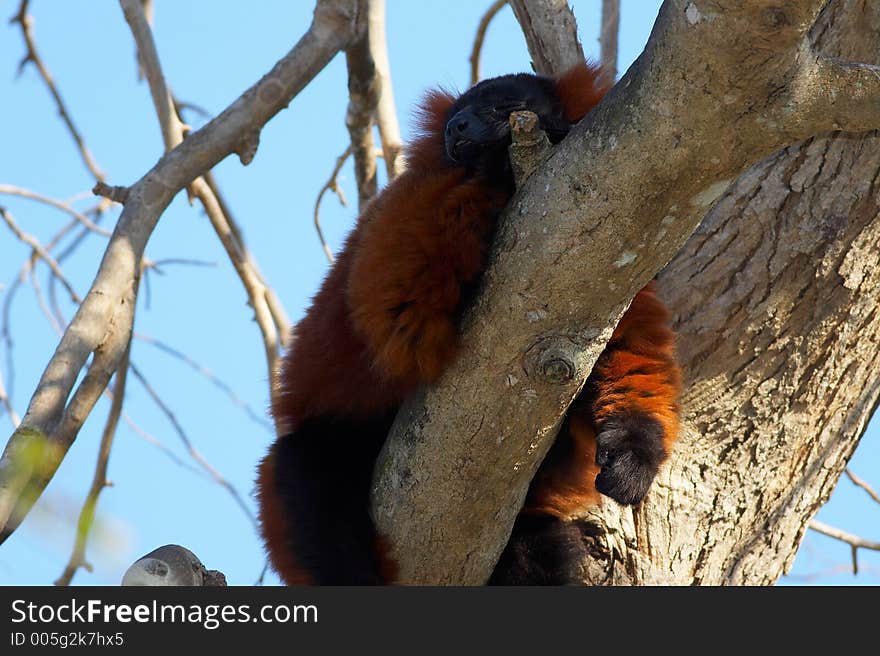 Sleeping lemur