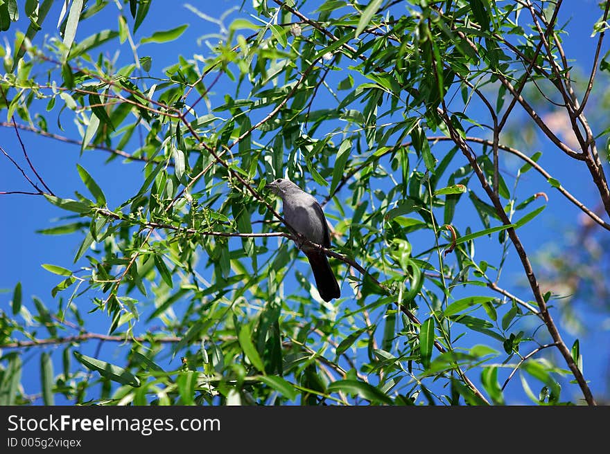 bird in the tree branches