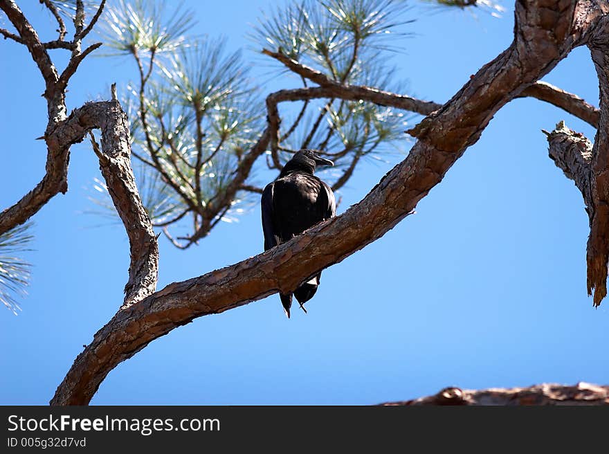 Black vulture