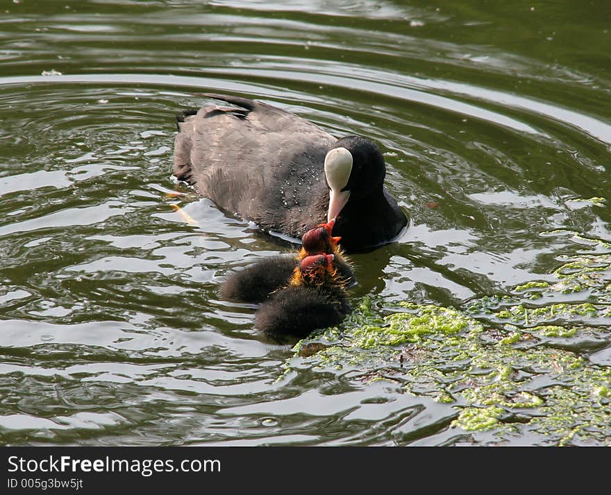 Coot Mother Feeding Babies