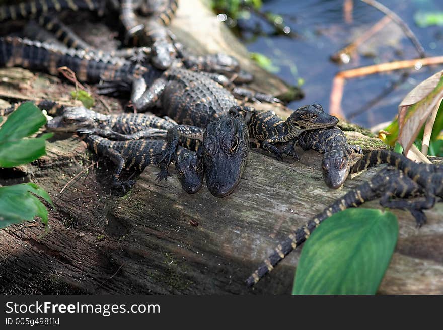 hatched alligataros. hatched alligataros