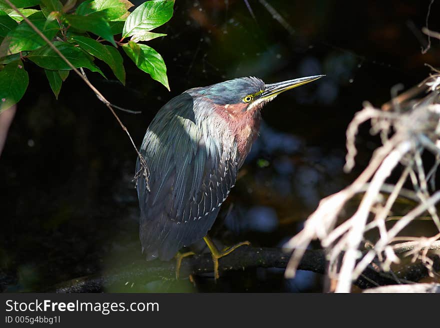 heron sitting on the branch. heron sitting on the branch