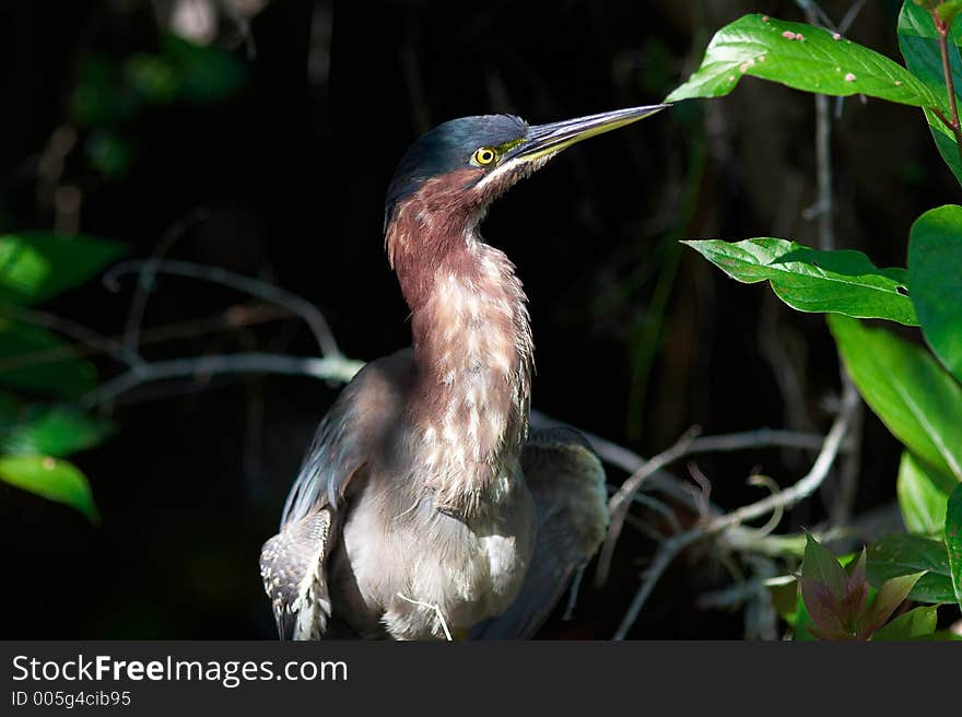 Blue heron