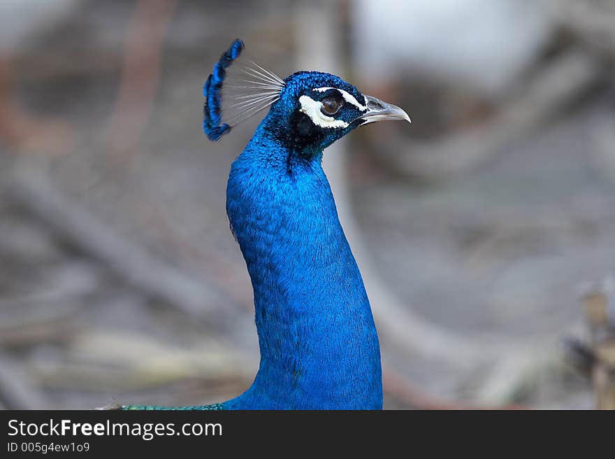 Peacock