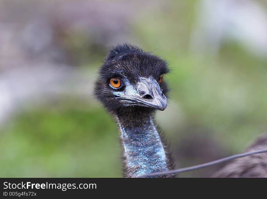 Ostrich