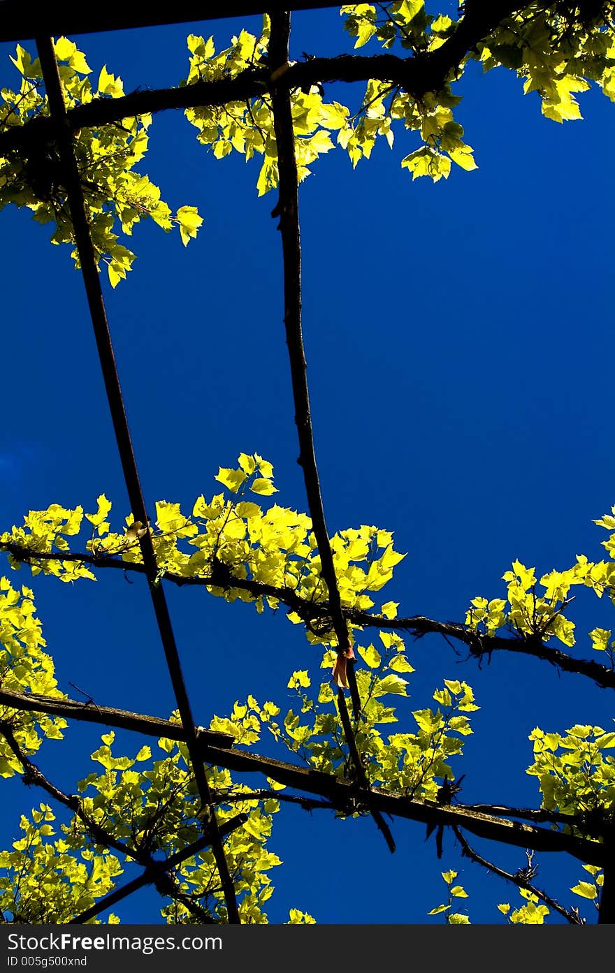 A vineyard against the bright blue sky.Good for background