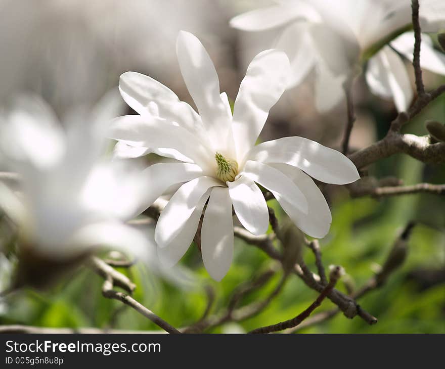 Beautifull white lily on a branch