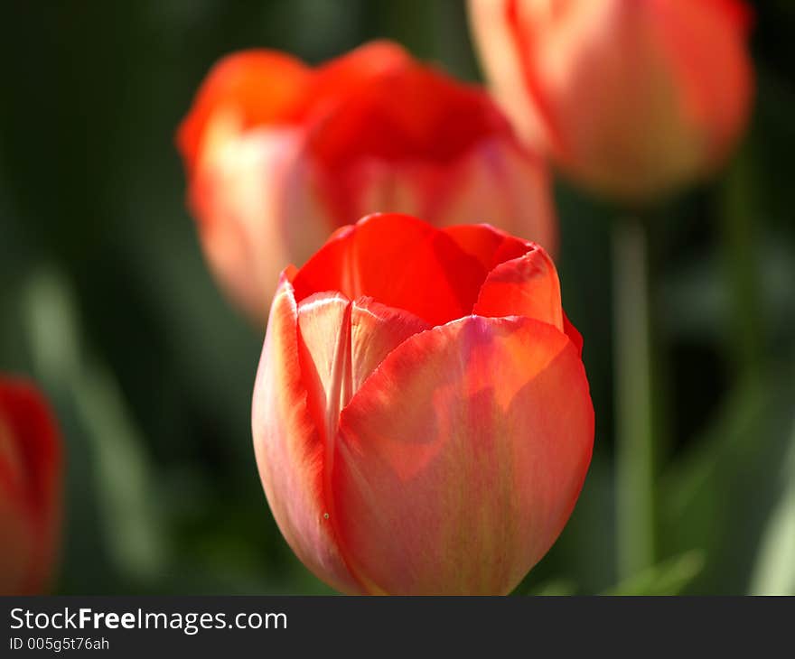 Field of red tulips. Field of red tulips