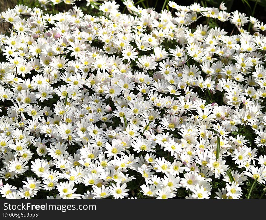 Field of daisies