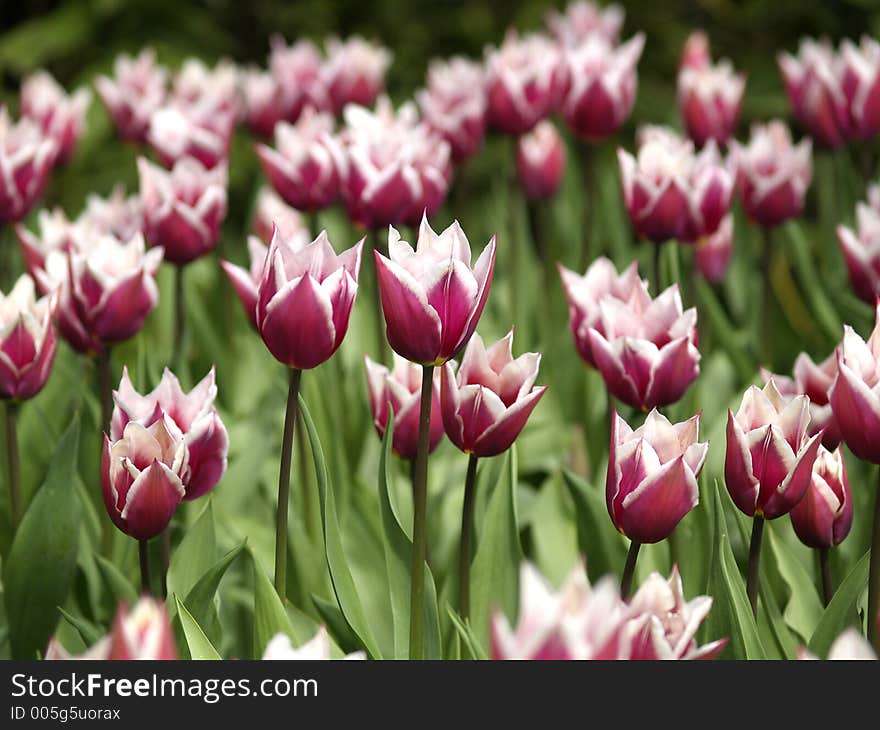 Field of purple and white tulips