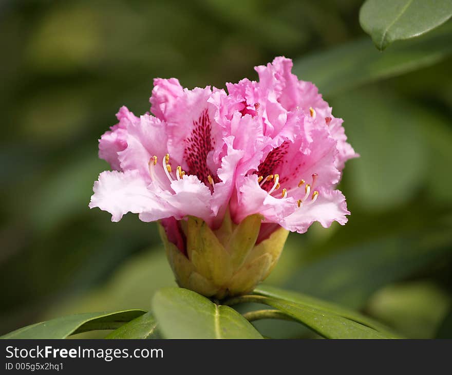 Beautifull pink flower on a branch