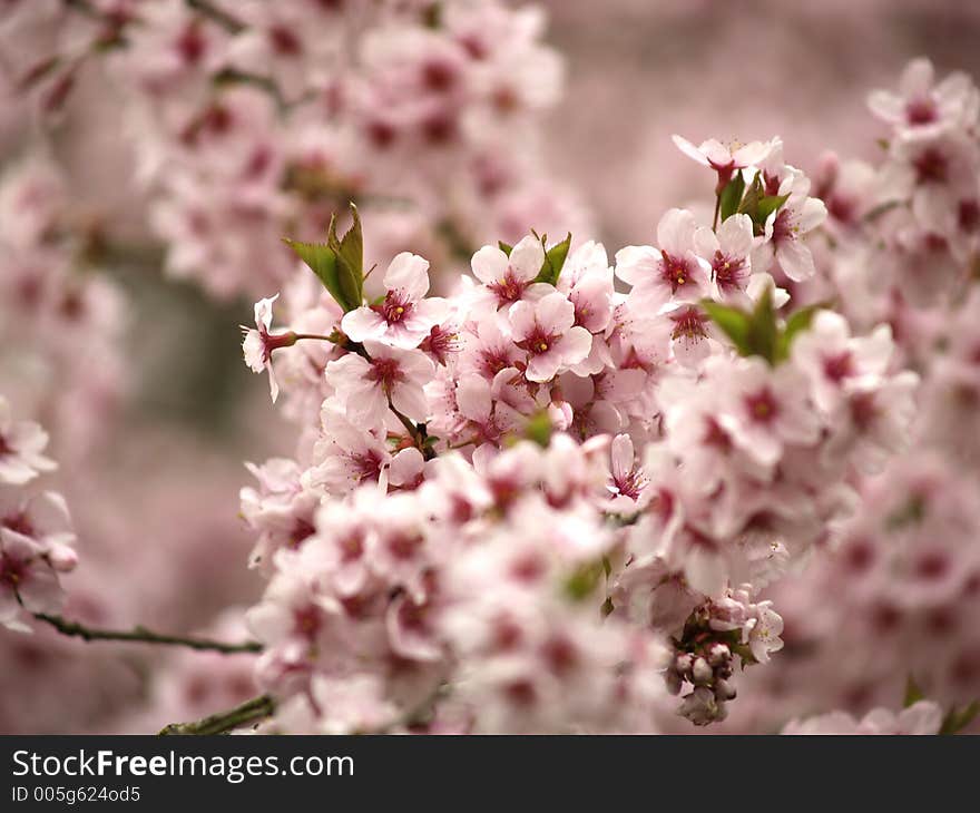 Blossoming tree