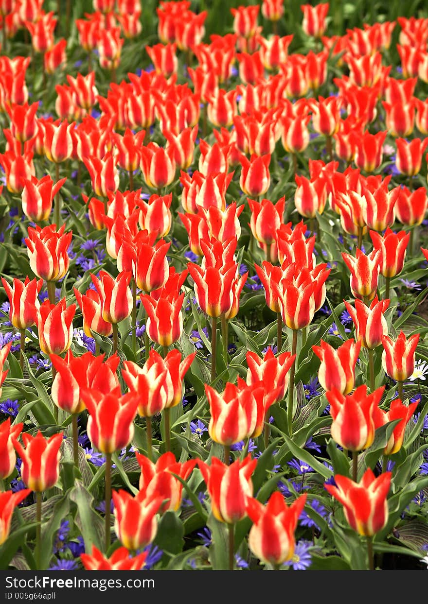 Field of colorfull tulips - shallow depth of field. Field of colorfull tulips - shallow depth of field