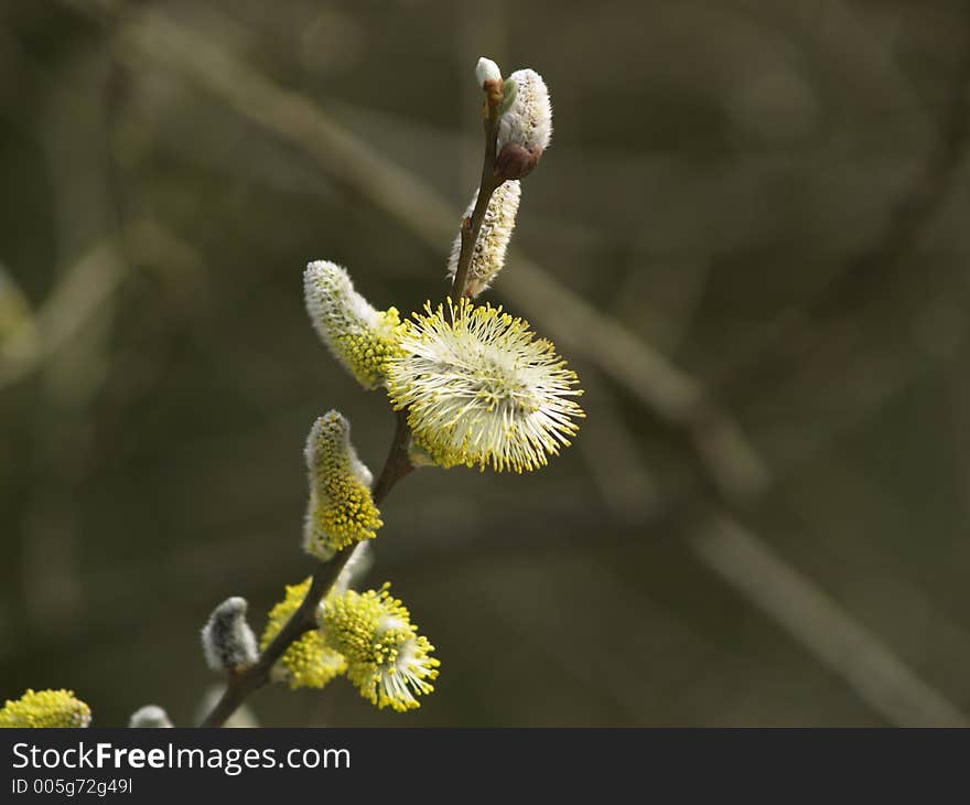 Puffy plant