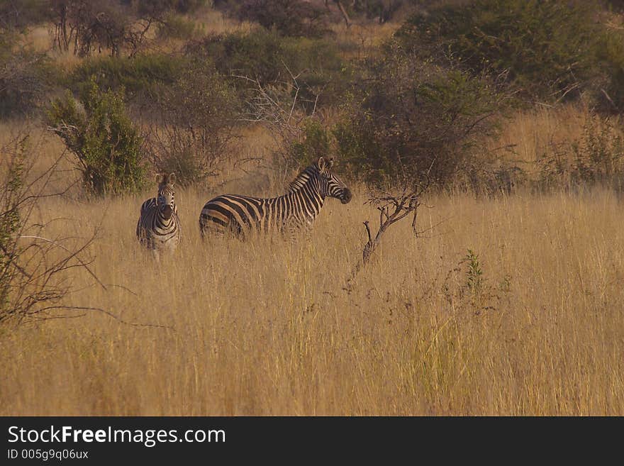 Two Zebras in the long grass in South Africa. Two Zebras in the long grass in South Africa.